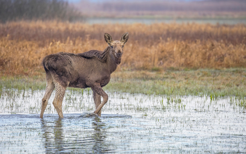 Dette er artikkel nummer #1; Lorem ipsum